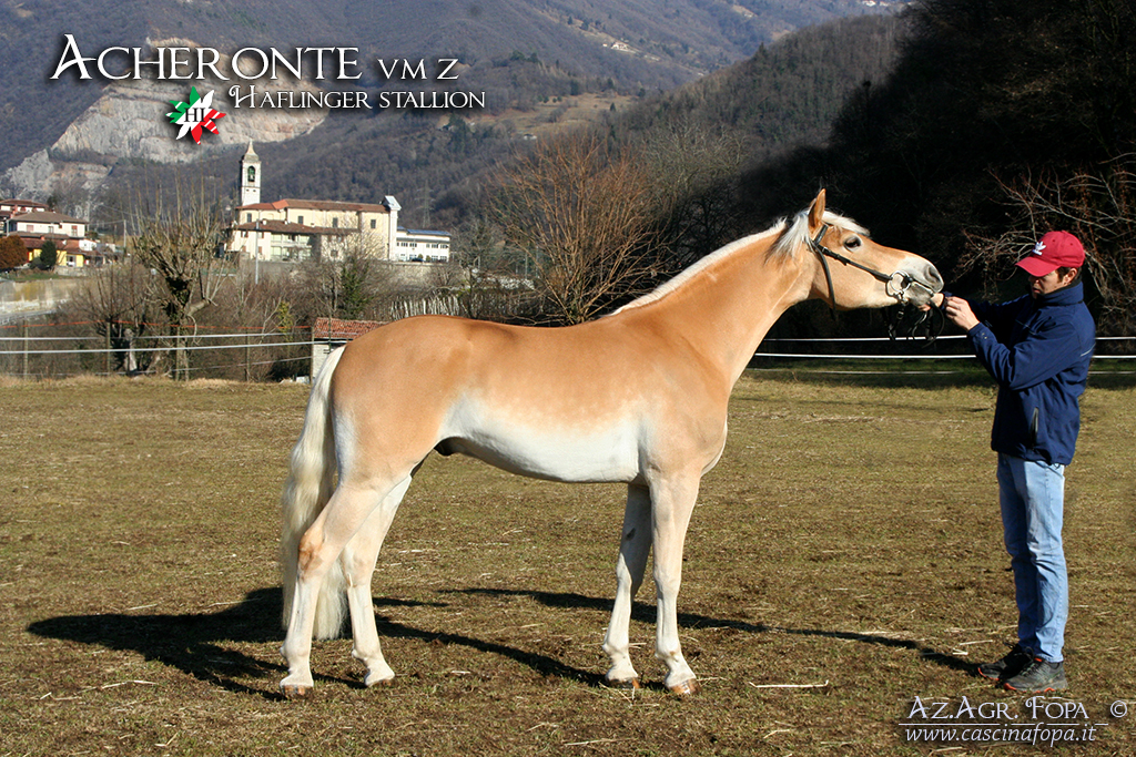 stallone haflinger monta naturale