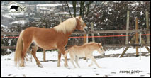 allevamento cavalli haflinger