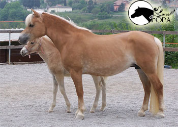 fattrice haflinger domata inglese