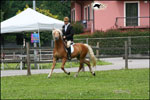haflinger sport monta inglese