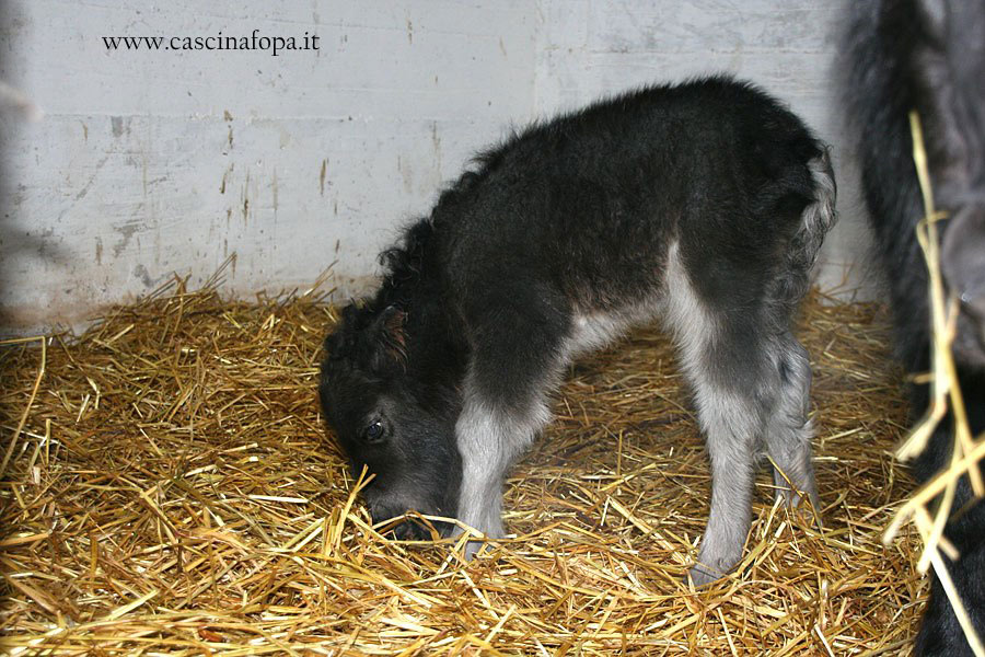 Capezze Per Puledri E Pony - Selleria Shop - Foto 8