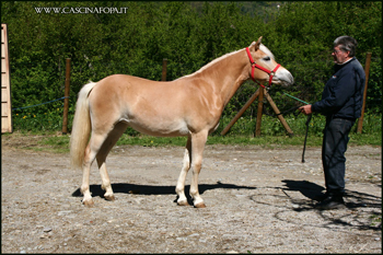 puledra haflinger 1 anno vendita