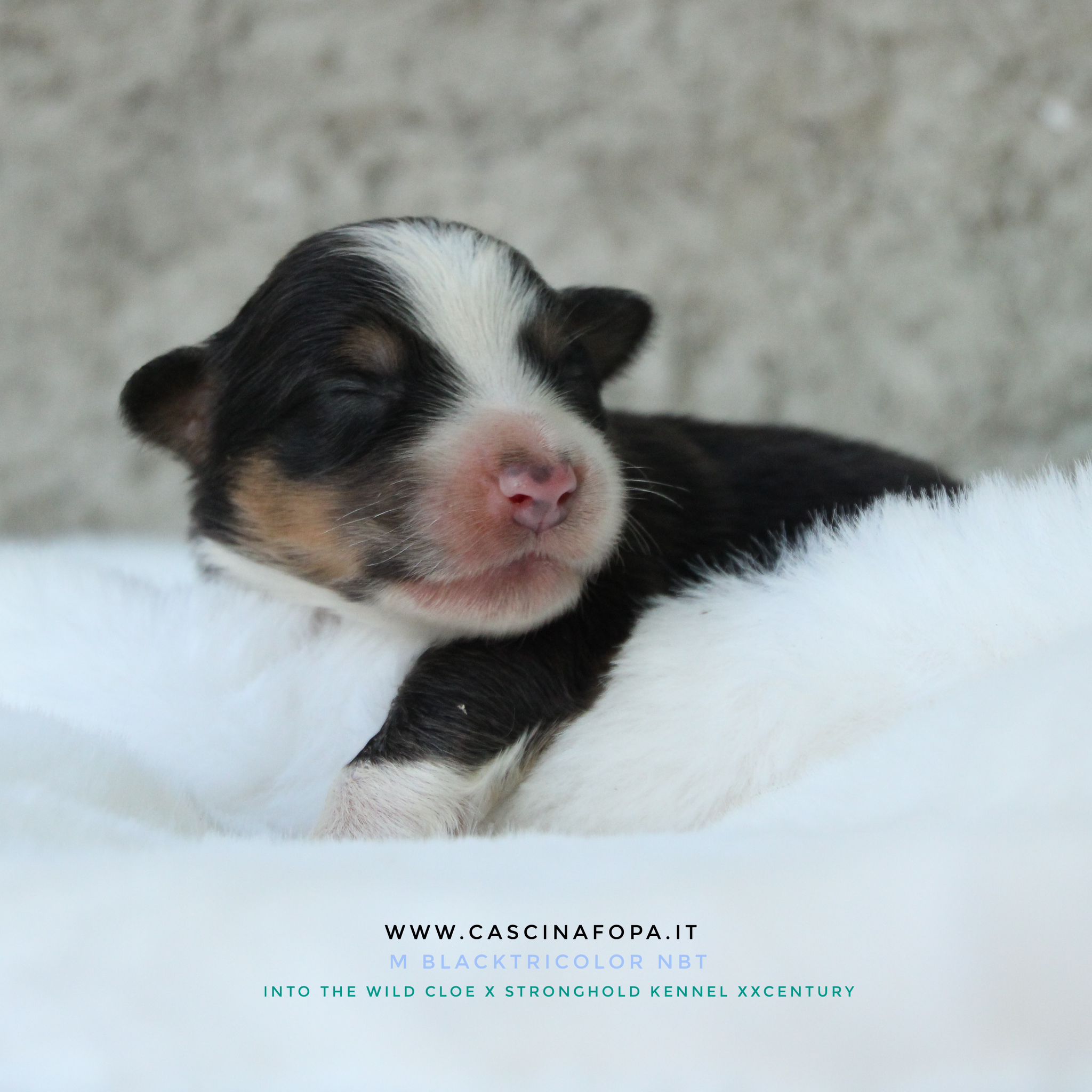australian shepherd bellissimi