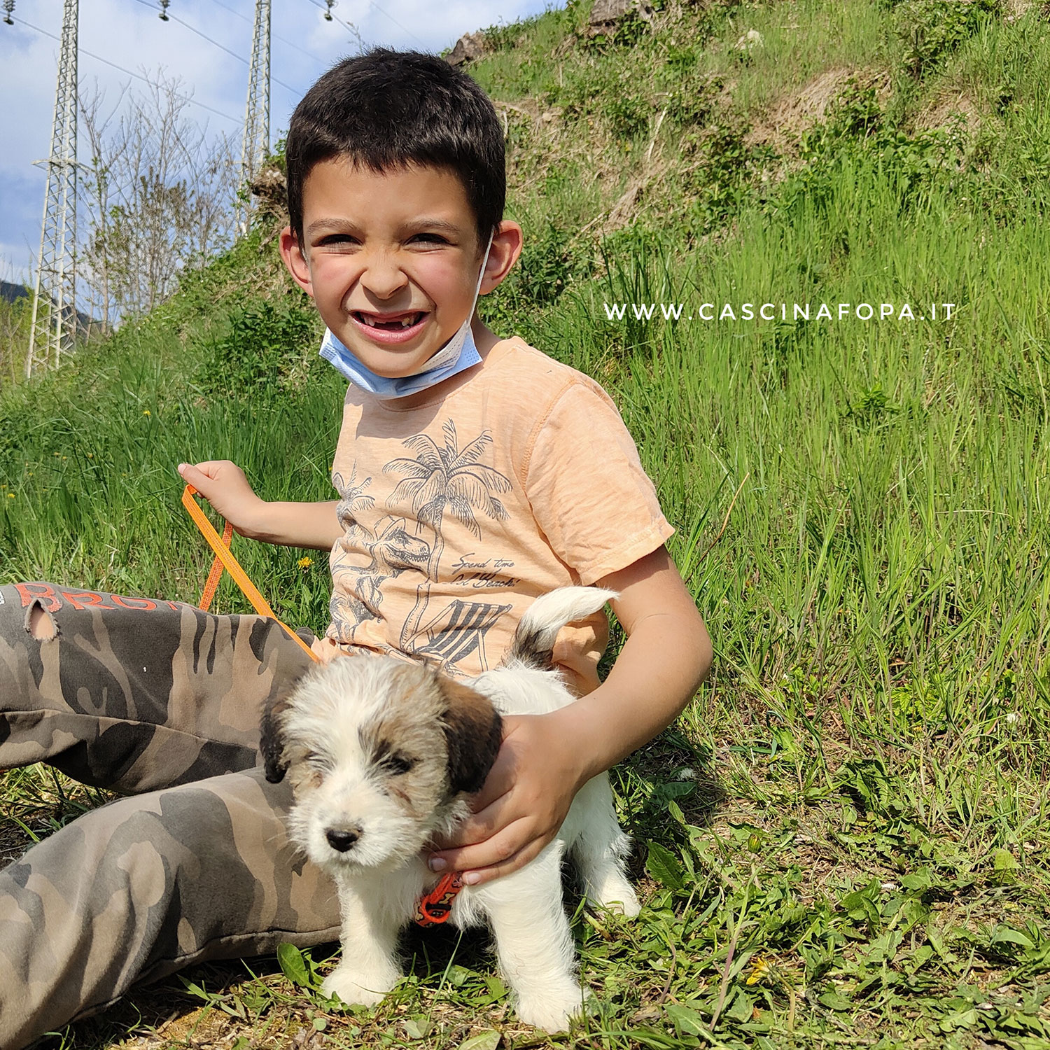cucciola jack russell ruvido