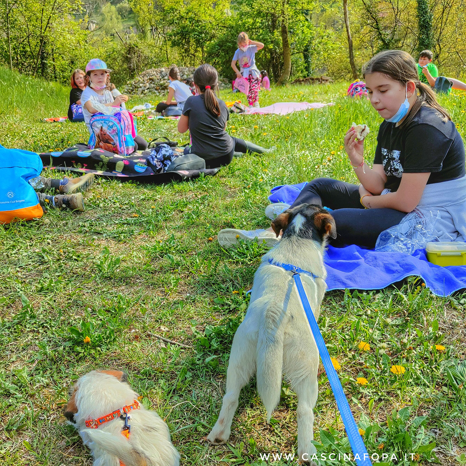 pic nic nel bosco con cani
