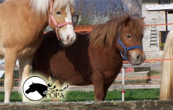 pony lezioni