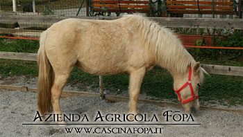 pony bianco