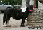 fattrice shetland
