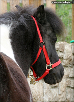 vendita pony