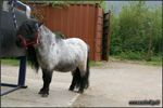 pony fecondazione