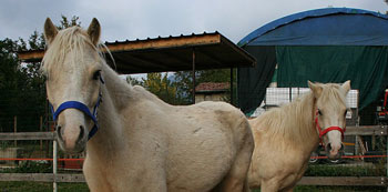 pony fattrice