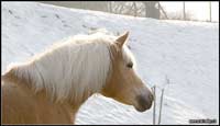 allevamento cavalli haflinger