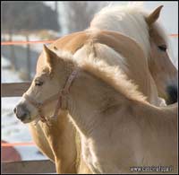 allevamento cavalli haflinger