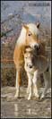 allevamento cavalli haflinger
