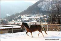 allevamento cavalli haflinger
