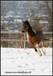allevamento cavalli haflinger