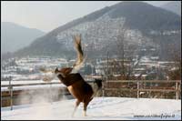 allevamento cavalli haflinger