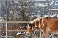 fattrice haflinger vendita