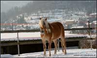 fattrice haflinger 