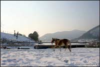 allevamento cavalli haflinger