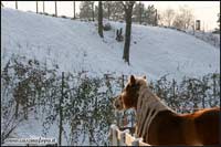 allevamento cavalli haflinger