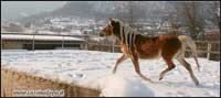 fattrice haflinger