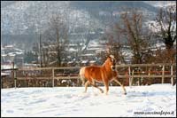 fattrice haflinger