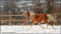 allevamento cavalli haflinger