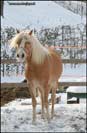 puledra haflinger