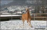 allevamento cavalli haflinger