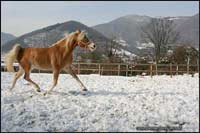 compravendita cavalli haflinger