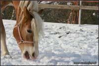 allevamento cavalli haflinger