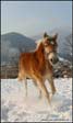 puledra haflinger in vendita