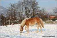 puledra haflinger in vendita