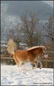 allevamento cavalli haflinger