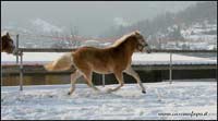 puledra haflinger in vendita