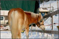 allevamento cavalli haflinger