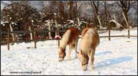 puledra haflinger in vendita