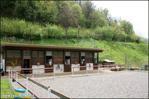 vendita haflinger
