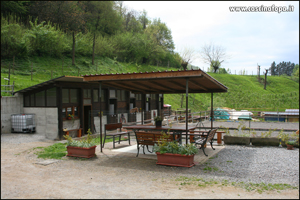 vendita haflinger
