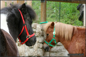 vendita haflinger