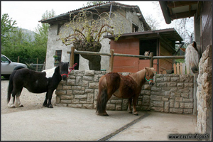 vendita haflinger