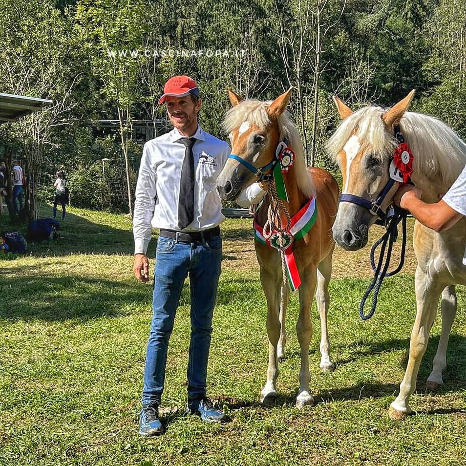 aveglignese stallone lombardia