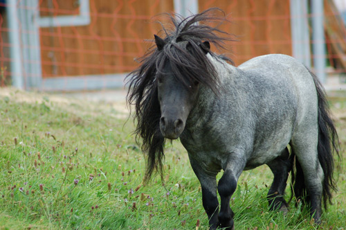pony stallone
