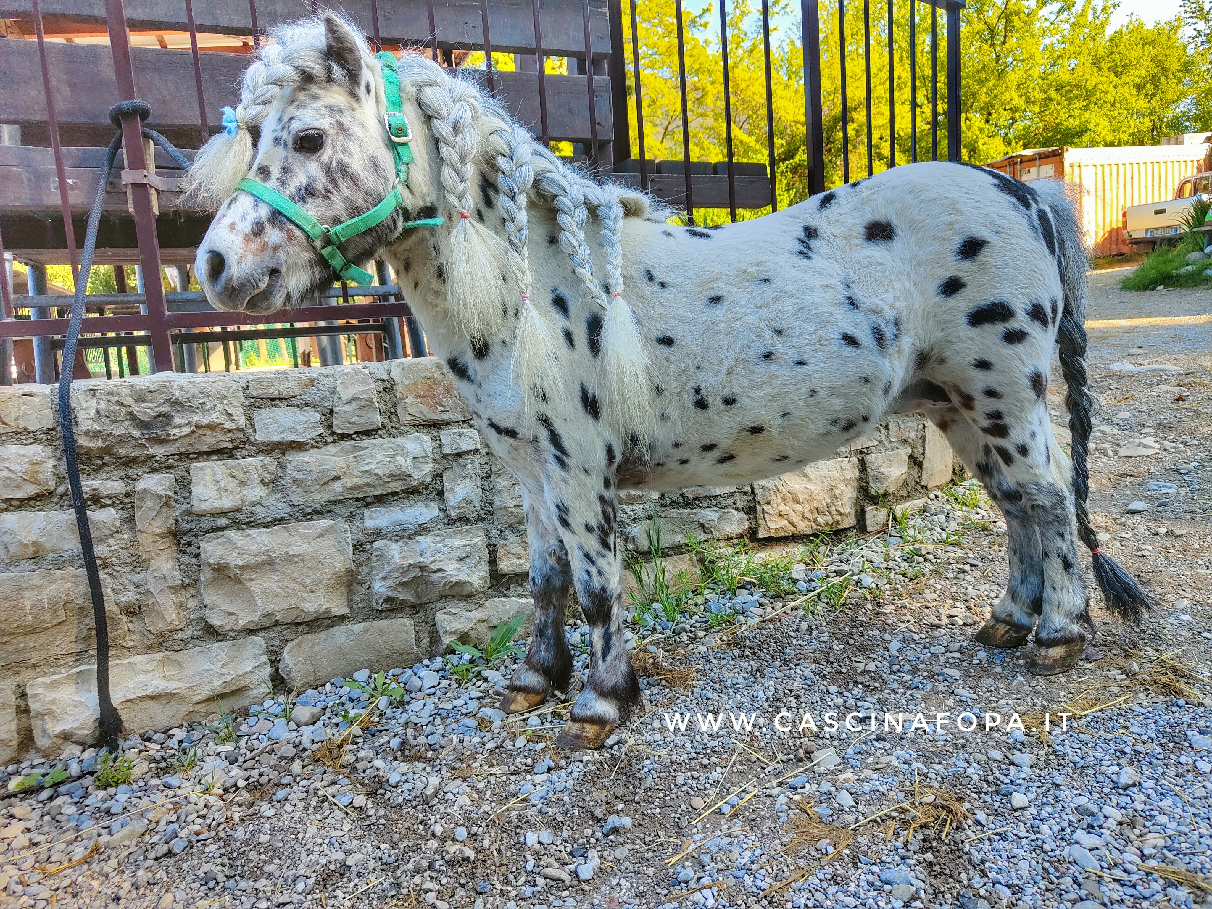 pony appaloosa mini