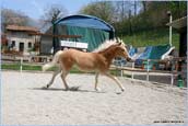 vendita haflinger