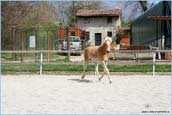 vendita haflinger