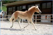 vendita haflinger linea rara