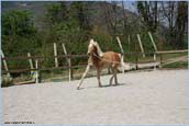 vendita haflinger