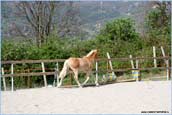 vendita haflinger
